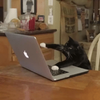 chat qui tape à l'ordi